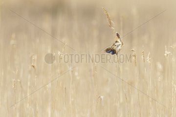 Singing Bluethroat male in courtship in a reed bed  Marsh Suscinio.