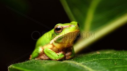 Eastern Dwarf Tree Frog (Litoria fallax)  Australia
