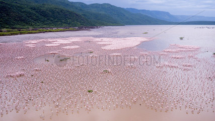 Lesser flamingoes colony - Bogoria lake Kenya