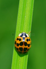 Asian lady beetle on grass - Prairie du Fouzon France