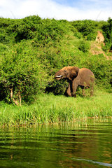 African Elephant on bank - Queen Elizabeth NP Uganda