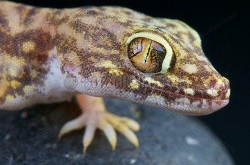 Giant sand gecko (Stenodactylus petrii)  Egypt