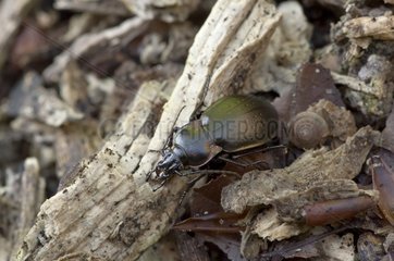 Beetle (Carabus nemoralis). Allindelille Fredskov  Denmark in June