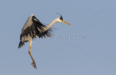 Grey Heron landing at spring - Camargue France