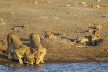 Lion (Panthera leo) - Two drinking females and two resting subadult male cubs at a waterhole. Etosha National Park  Namibia.