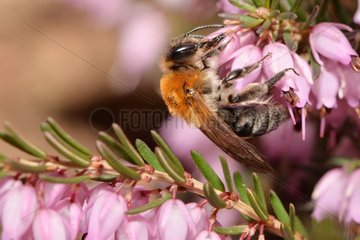 Mining Bee (Andrena nitida) female Heather  2015 March 30  Northern Vosges Regional Nature Park  France  ranked World Biosphere Reserve by UNESCO  France