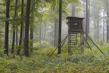 Hunting Blind in Beech forest  Spessart  Bavaria  Germany  Europe