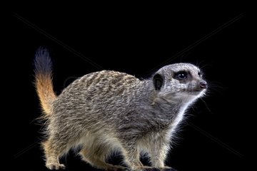 Meerkat (Suricata suricatta)  Namibia