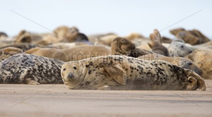 Grey seal (Halichoerus grypus)  Seal on the beach  England  Winter