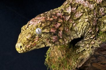 New Caledonian Giant Gecko (Rhacodactylus laechianus laechianus)  New Caledonia