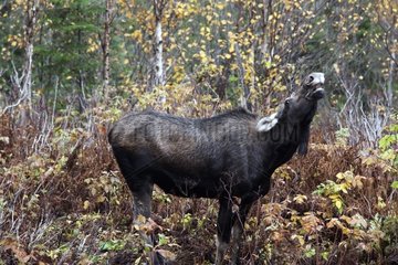 Moose female capturing odors during the rut Quebec Canada