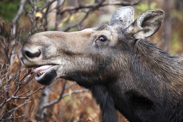 Female moose feeding in the forest for the rut Quebec Canada