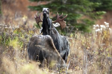 Bull Moose capturing odors during the rut Quebec Canada