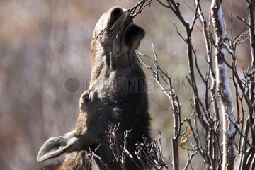 Female moose feeding in the forest for the rut Quebec Canada