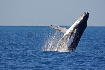 Humpback whale jumping out of the water Australia