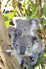 Portrait of a young Koala with young Australia