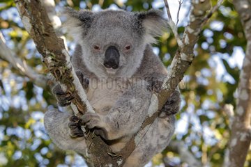 Portrait of a Koala in an tree Australie