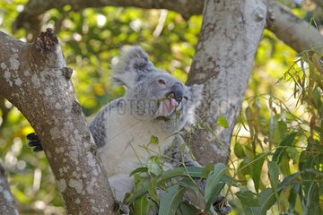 Young Koala in an tree Australie