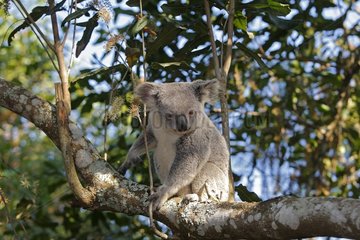 Young Koala on a branch in a tree Australie