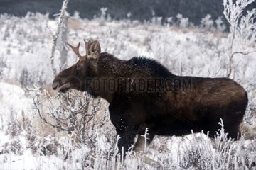 Young bull moose in the forest for the rut Quebec Canada