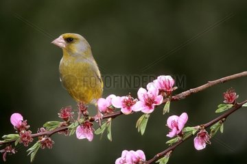 Greenfinch perched on a branch in spring France