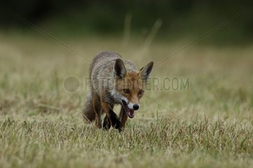 Red fox hunting in a meadow Vosges France