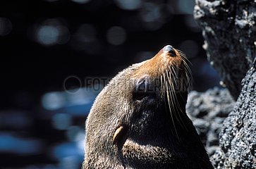 Galapagos Fur Seal warming itself at sun Galapagos