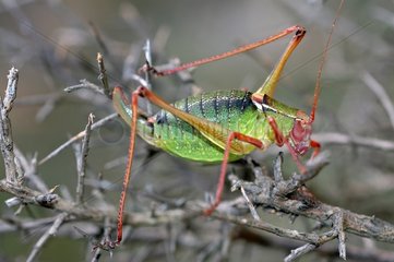 Female of Grasshopper on branches France