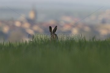 Hare hidden in herb and village in the background Lorraine