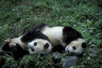 Jeunes Grand panda allongés Réserve de Wolong Sichuan