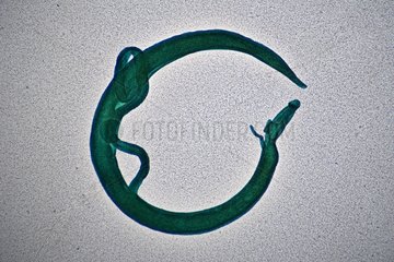 Mating of Flatworms adulte under microscope