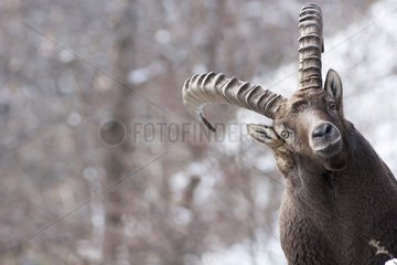 Portrait of a male Ibex in winter Massif of Belledonne