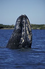 Baleine grise Basse-Californie Mexique