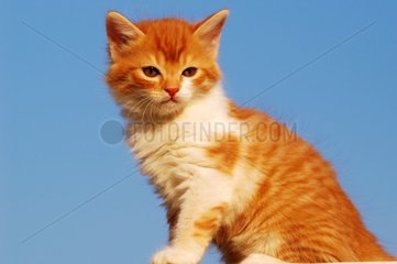 Red Tabby Gutter Kätzchen auf Blue Sky Hintergrund