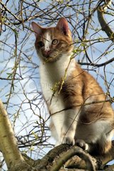 MÃ¤nnlicher roter Tabby und weiÃŸe europÃ¤ische Katze in einem Baum Frankreich