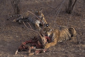Bengalischer Tiger isst seine Beute Pn Rathambore Indien