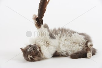 Cat lying down and playing with a feather