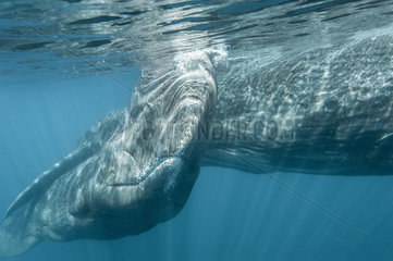 Sperm whale swimming under the surface - Sea of Cortez