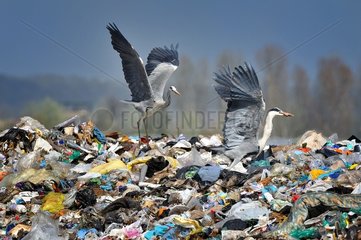 Grey Herons  like other animals in dump fight for food  just the fastest birds obtain food