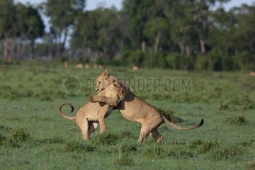 Lions (Panthera leo) playing  Masaï Mara  Kenya