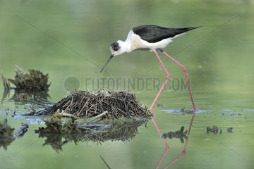 Black-winged Stilt (Himantopus himantopus) with eggs at nest  Italy