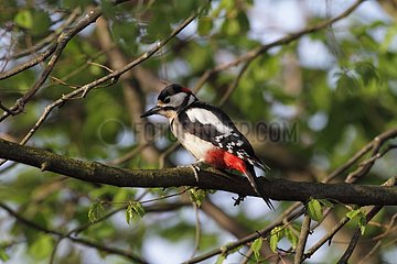 Great Spotted Woodpecker (Dendrocopos major)  male
