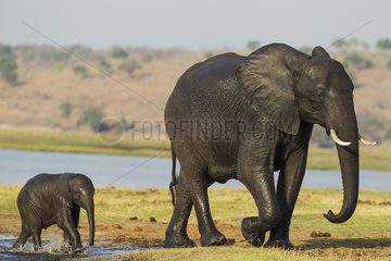 African Elephants crossing the Chobe river - Botswana