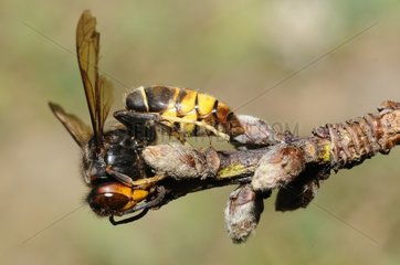 Asian hornet (Vespa velutina) collecting wood fiber  2015 July 16  Brittany  France