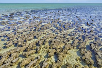 Stromatolites at low tide - Hamelin Pool - Shark Bay - Western Australia