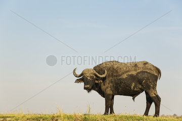 Cape Buffalo on Chobe river bank - Botswana