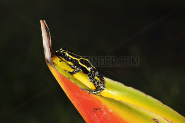 Young Dart poison frog on Heliconia - Matoury French Guiana