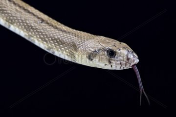 Ladder snake (Rhinechis scalaris)  Spain