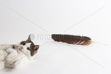 Cat playing with a feather in a house