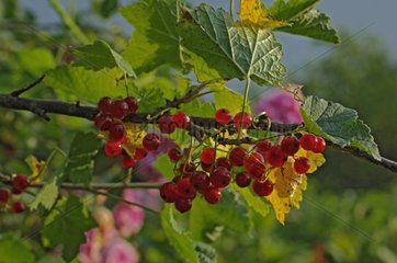 Red currants on branch in summer